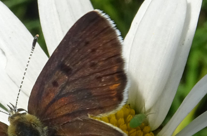 in trasparenza: Lycaena tithyrus subalpinus